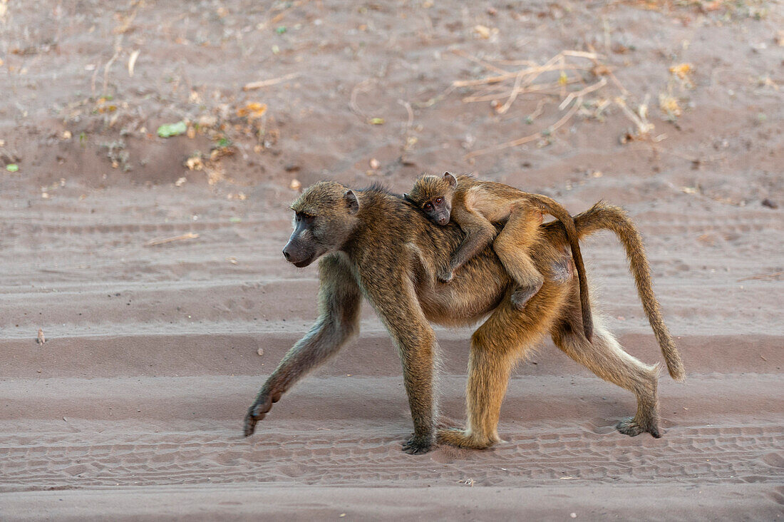 Ein Chacma-Pavianbaby, Papio cynocephalus, reitet auf dem Rücken seiner Mutter. Chobe-Nationalpark, Kasane, Botsuana.