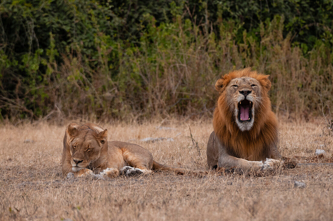 Ein Löwe und eine Löwin, Panthera leo, die zusammen ruhen. Chobe-Nationalpark, Kasane, Botsuana.