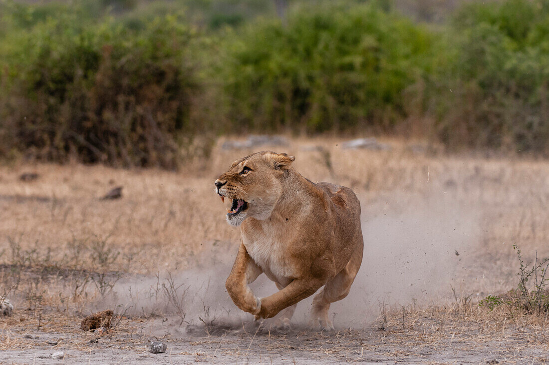 A lioness, Panthera leo, kicking up a cloud of dust as she runs. Chobe National Park, Kasane, Botswana.