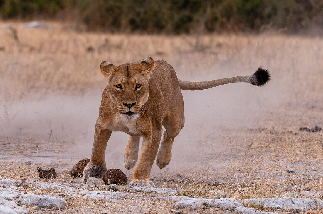 Eine Löwin, Panthera leo, wirbelt eine Staubwolke auf, während sie rennt. Chobe-Nationalpark, Kasane, Botsuana.