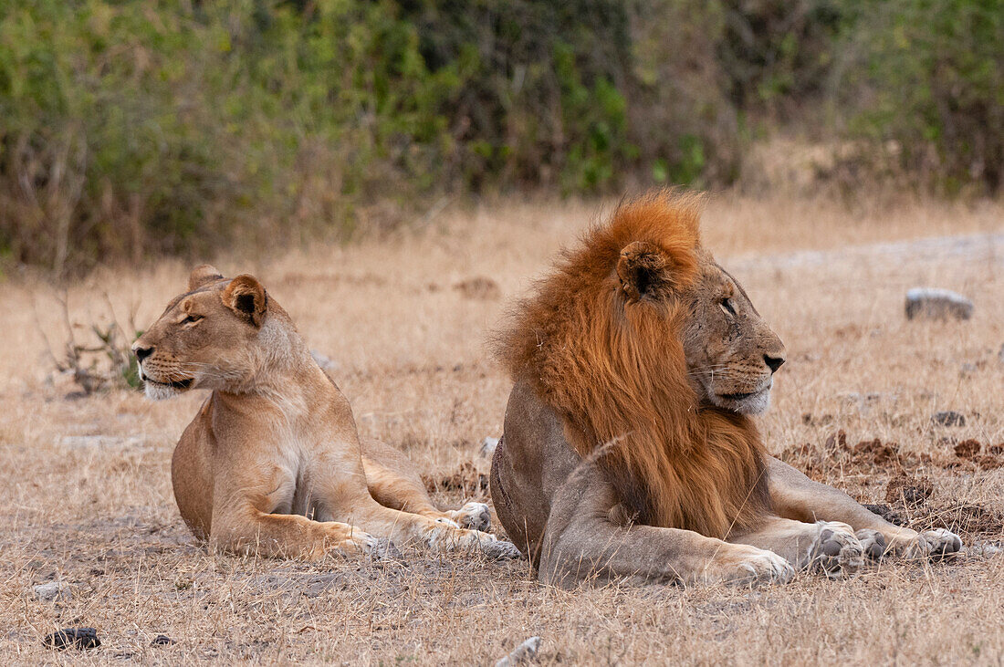 A lion and lioness, Panthera leo, resting together. Chobe National Park, Kasane, Botswana.