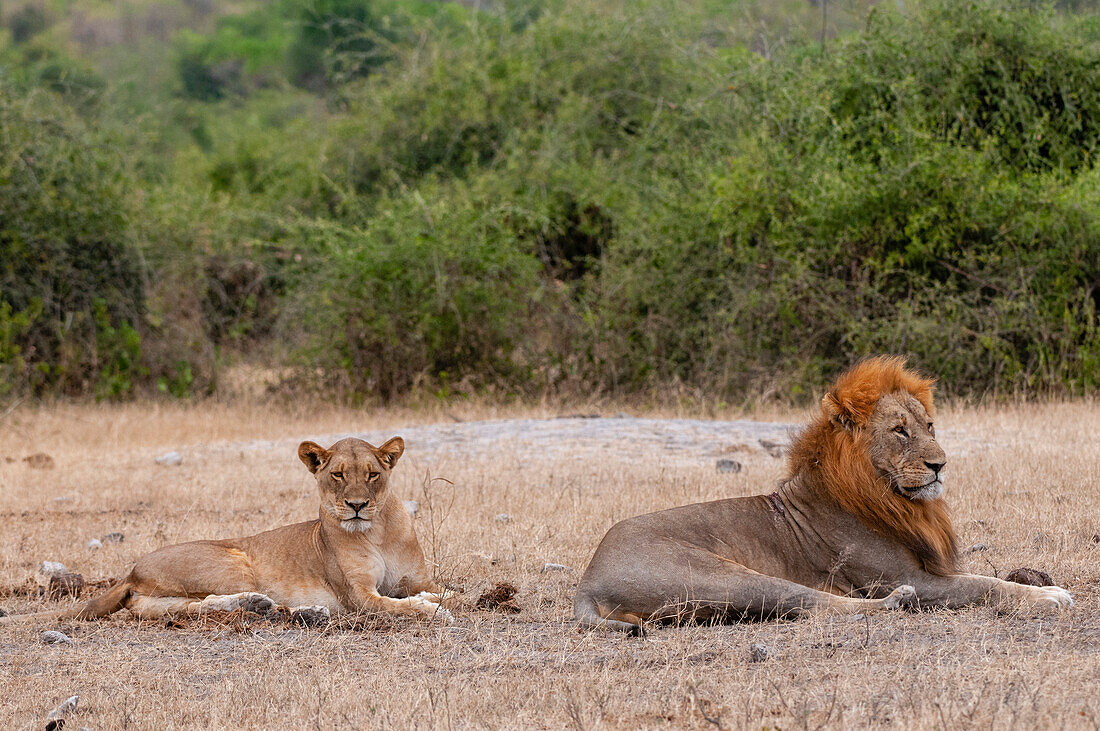 An alert lion and lioness, Panthera leo, resting together. Chobe National Park, Kasane, Botswana.