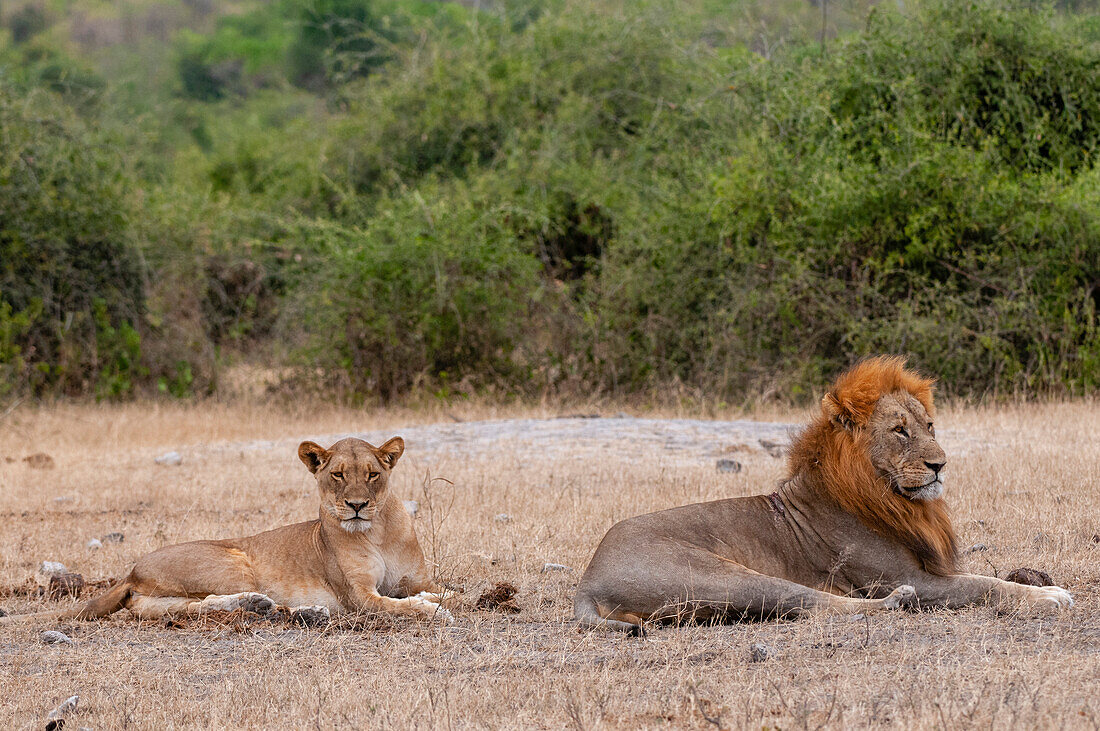 Ein aufmerksamer Löwe und eine Löwin, Panthera leo, die zusammen ruhen. Chobe-Nationalpark, Kasane, Botsuana.