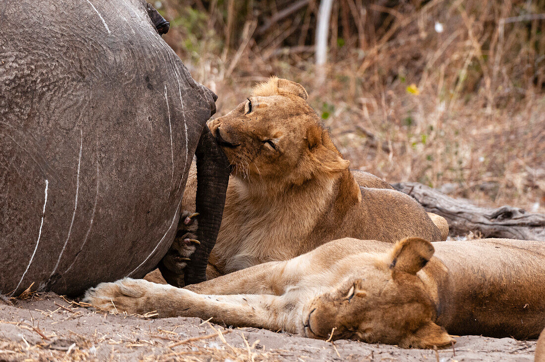 Lions, Panthera leo, eating an African elephant, and resting nearby. Chobe National Park, Kasane, Botswana.