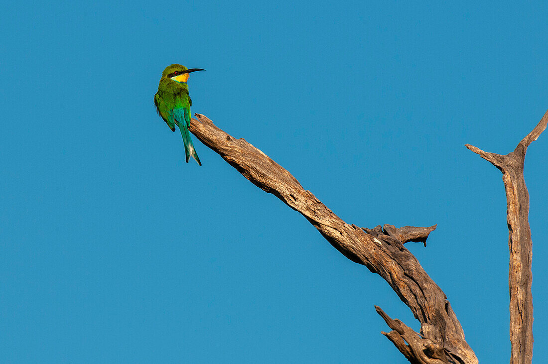 A swallow-tailed bee eater, Merops hirundineus, perched on a tree limb. Chobe National Park, Kasane, Botswana.