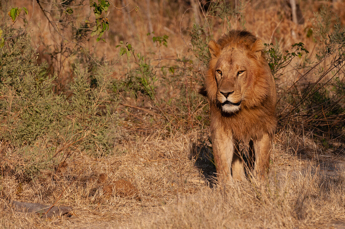 Porträt eines männlichen Löwen, Panthera leo, in Gräsern und Gebüsch. Häuptlingsinsel, Moremi-Wildreservat, Okavango-Delta, Botsuana.