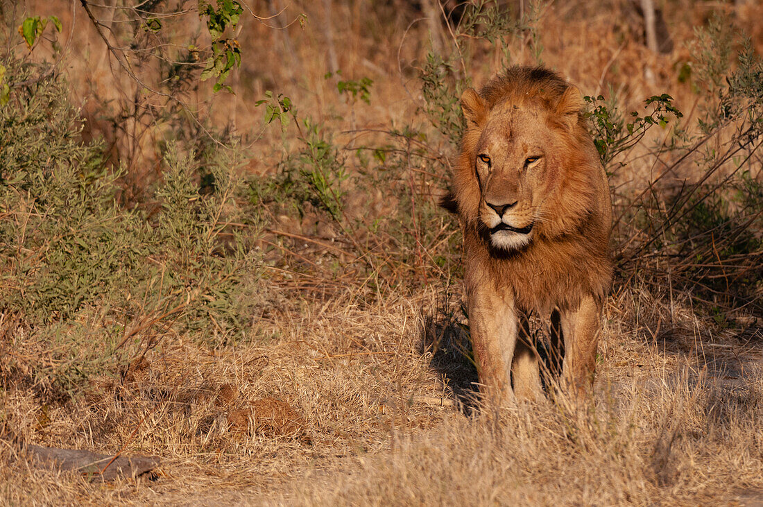 Portrait of a male lion, Panthera leo, in grasses and brush. Chief Island, Moremi Game Reserve, Okavango Delta, Botswana.