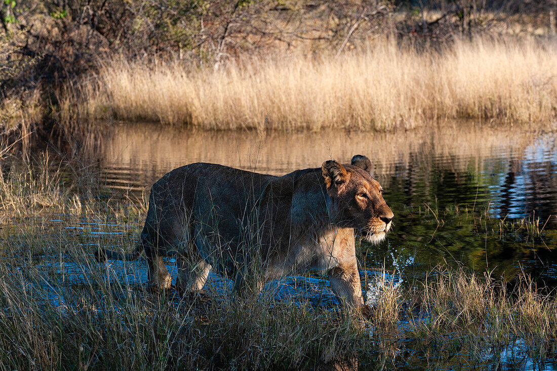 Eine Löwin, Panthera leo, spaziert durch den Wasserlauf. Häuptlingsinsel, Moremi-Wildreservat, Okavango-Delta, Botsuana.