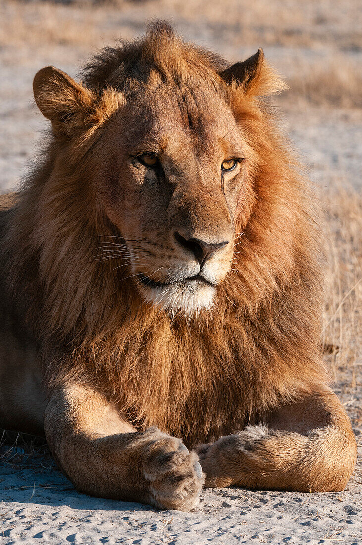 Porträt eines männlichen Löwen, Panthera leo, beim Ruhen. Häuptlingsinsel, Moremi-Wildreservat, Okavango-Delta, Botsuana.