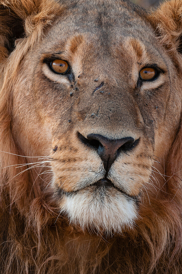 Nahaufnahme eines männlichen Löwen, Panthera leo. Häuptlingsinsel, Moremi-Wildreservat, Okavango-Delta, Botsuana.