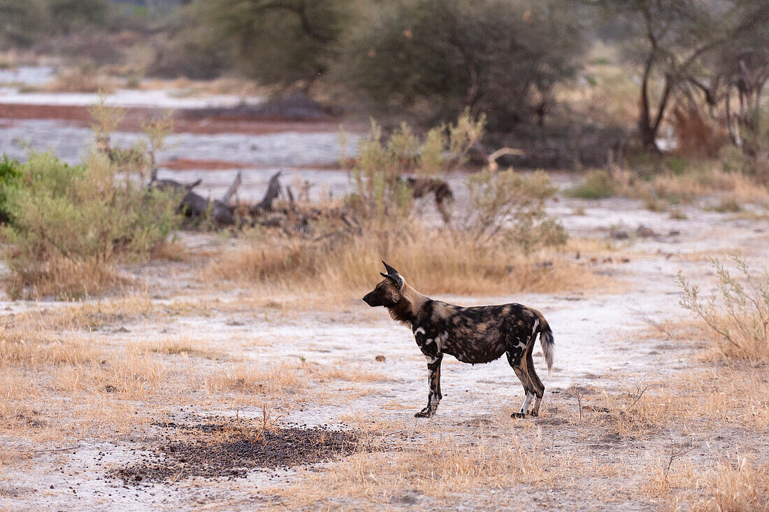Drei Kap-Jagdhunde oder bemalte Wölfe, Lycaon pictus, bei der Jagd. Häuptlingsinsel, Moremi-Wildreservat, Okavango-Delta, Botsuana.
