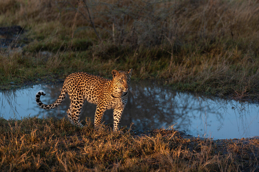 Ein Leopard, Panthera pardus, spaziert am Wasser entlang. Häuptlingsinsel, Moremi-Wildreservat, Okavango-Delta, Botsuana.
