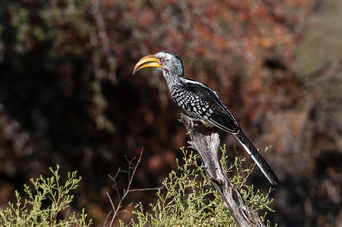 Porträt eines Südlichen Gelbschnabel-Hornvogels, Tockus flavirostris. Häuptlingsinsel, Moremi-Wildreservat, Okavango-Delta, Botsuana.