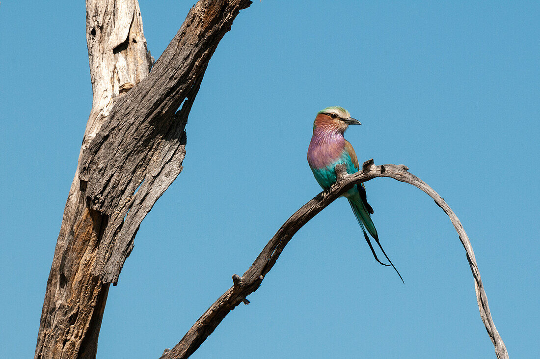 A lilac-breasted roller, Coracias caudata, perched on a tree limb. Chief Island, Moremi Game Reserve, Okavango Delta, Botswana.