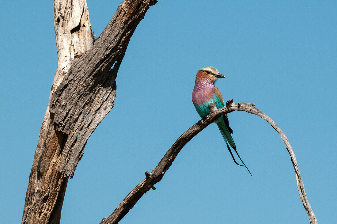 Eine Fliederbrustwalze, Coracias caudata, sitzt auf einem Baumstamm. Chief Island, Moremi-Wildreservat, Okavango-Delta, Botsuana.