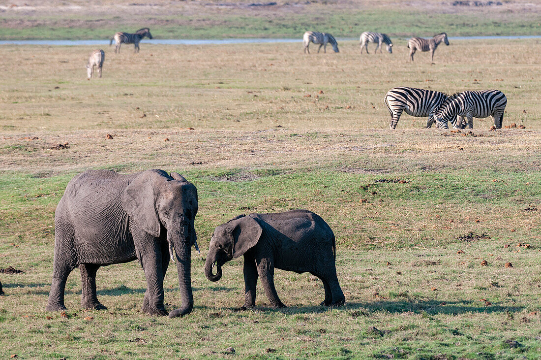 Ein junger afrikanischer Elefant, Loxodonta africana, mit einem Kalb. Gewöhnliche Zebras, Equus quagga, grasen in der Nähe. Chobe-Nationalpark, Botsuana.