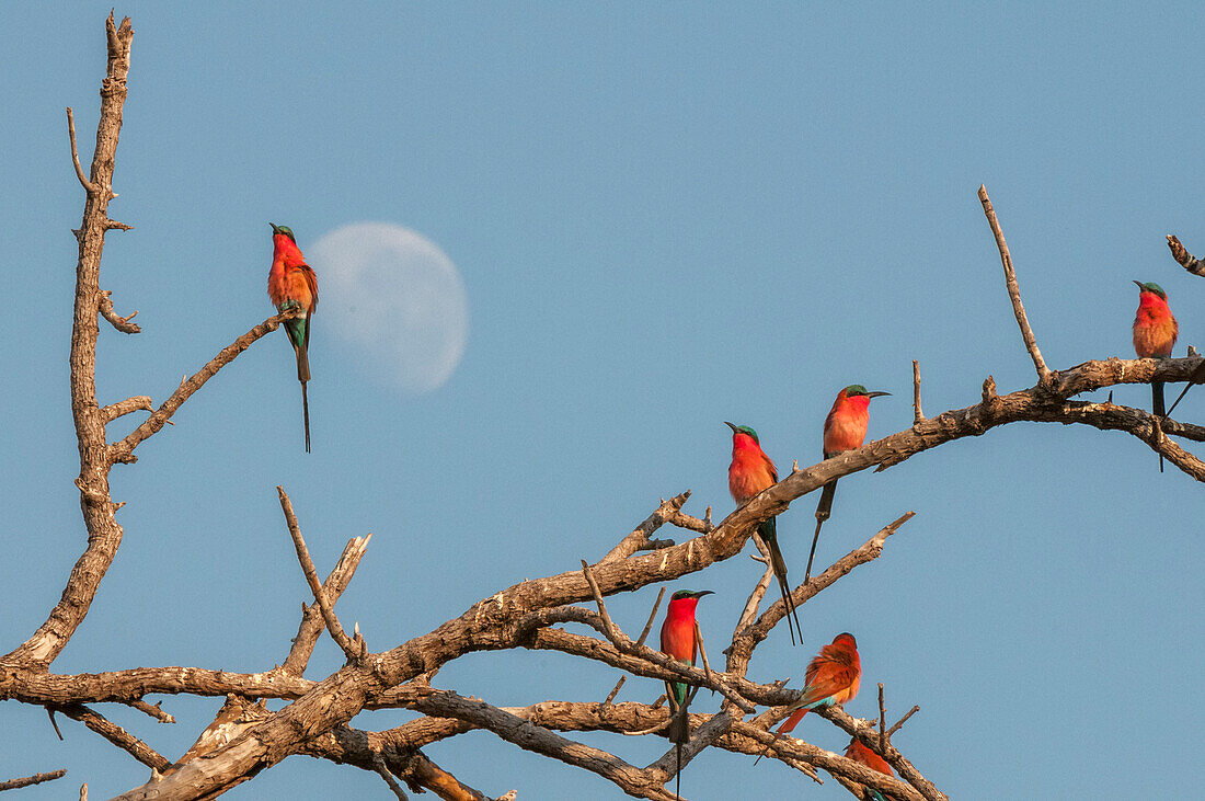 Ein Schwarm Südlicher Karminbienenfresser, Merops nubicoides, sitzt auf den Ästen der Bäume. Chobe-Nationalpark, Botsuana.