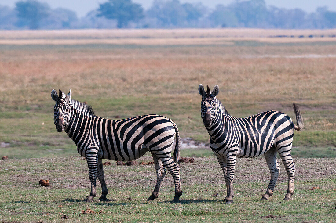 Porträt eines Paares Gewöhnlicher Zebras (Equus quagga), die in die Kamera schauen. Chobe-Nationalpark, Botsuana.
