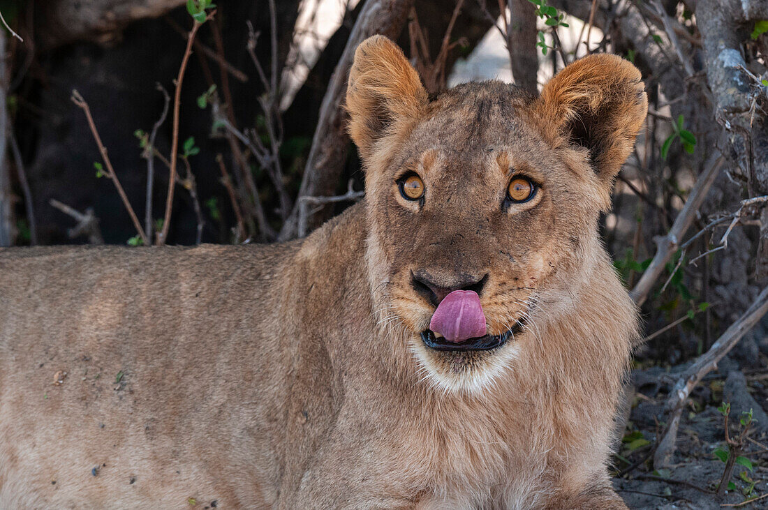 Porträt eines Löwen, Panthera leo, der sich die Nase leckt. Chobe-Nationalpark, Botsuana.