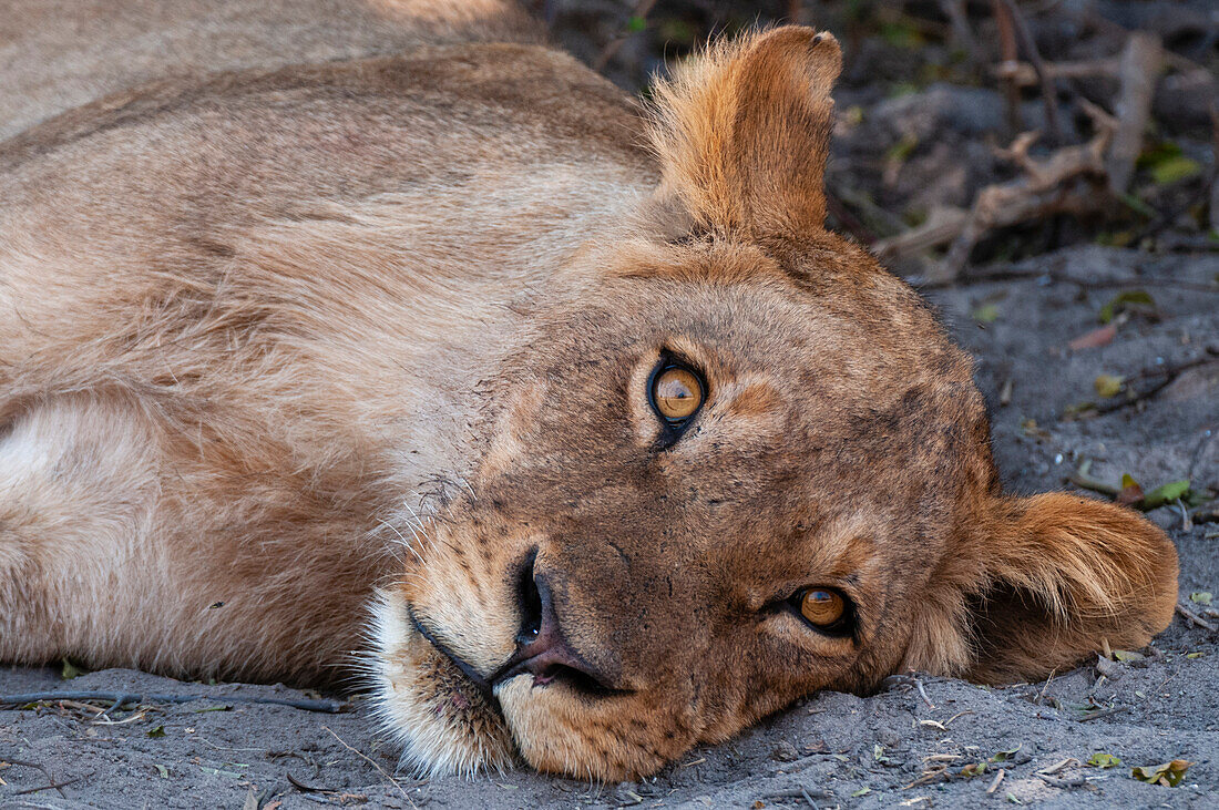 Nahaufnahme eines Löwen, Panthera leo, liegend, ruhend. Chobe-Nationalpark, Botsuana.
