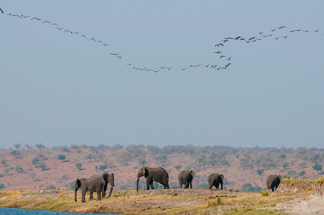 Eine Herde afrikanischer Elefanten, Loxodonta africana, am Chobe-Fluss. Ein Vogelschwarm fliegt über uns hinweg. Chobe-Fluss, Chobe-Nationalpark, Botsuana.