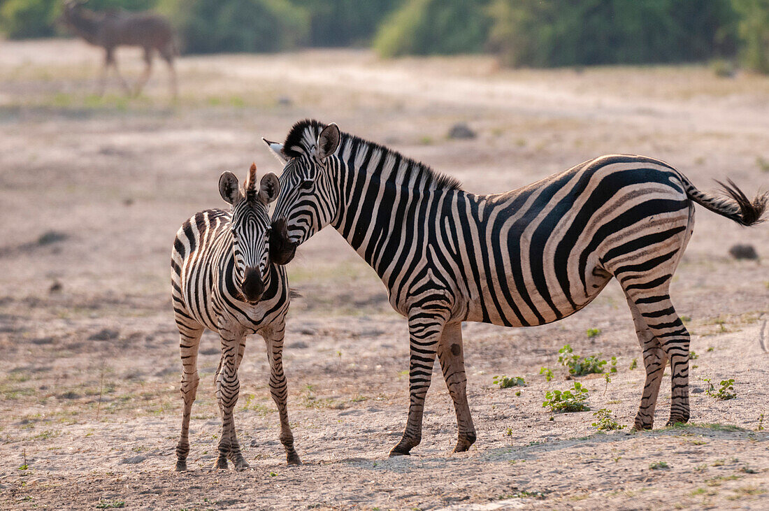 Ein Gewöhnliches Zebra, Equus quagga, kuschelt mit einem Jungtier. Chobe-Nationalpark, Botsuana.