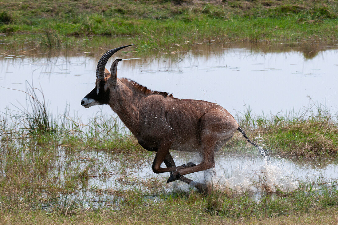 Eine Pferdeantilope, Hippotragus equinus, läuft am Wasser entlang. Chobe-Nationalpark, Botsuana.