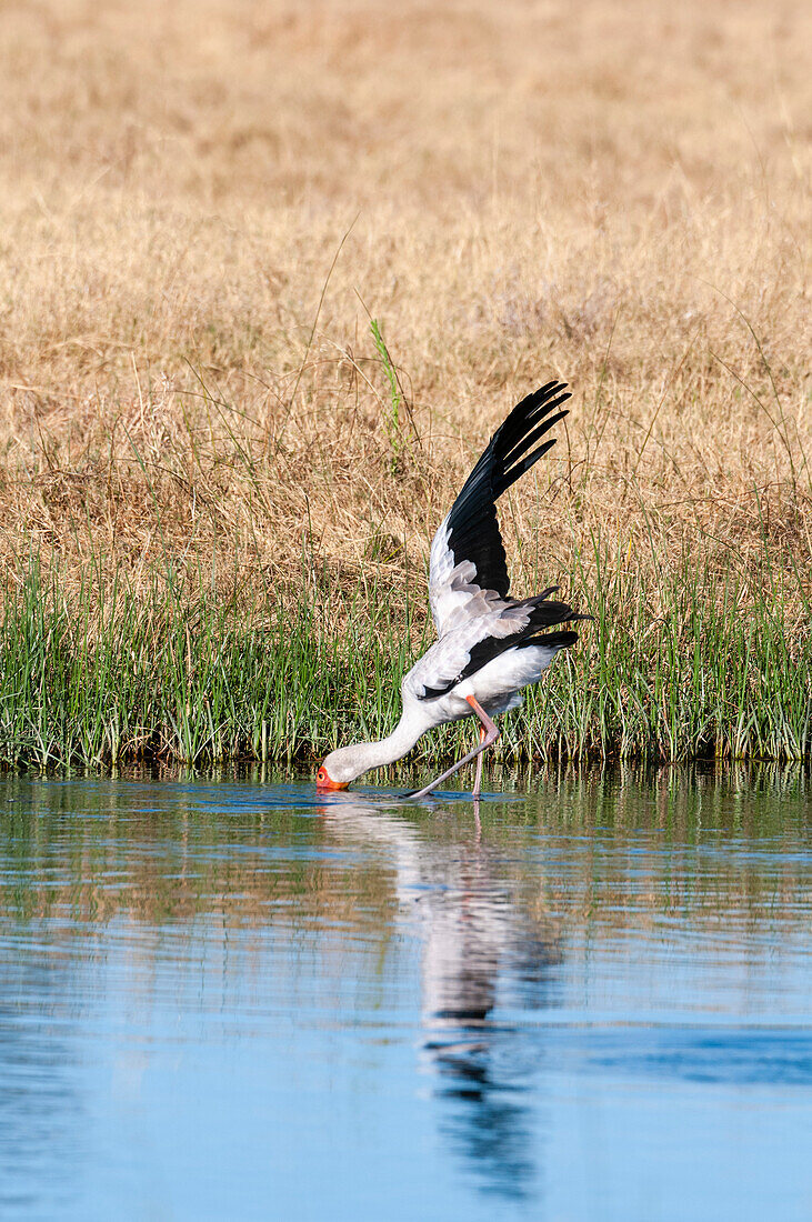 A yellow-billed stork, Mycteria ibis, fishing at the water's edge. Savuti, Chobe National Park, Botswana.