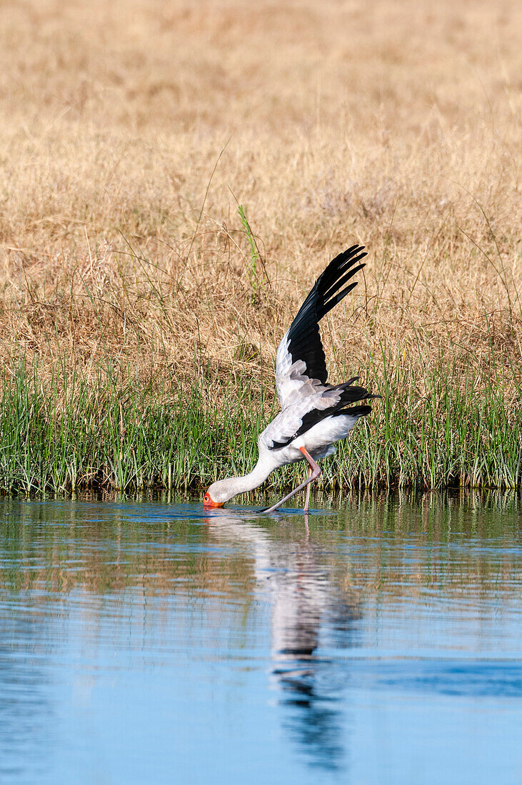 Ein Gelbschnabelstorch, Mycteria ibis, beim Fischen am Wasser. Savuti, Chobe-Nationalpark, Botsuana.