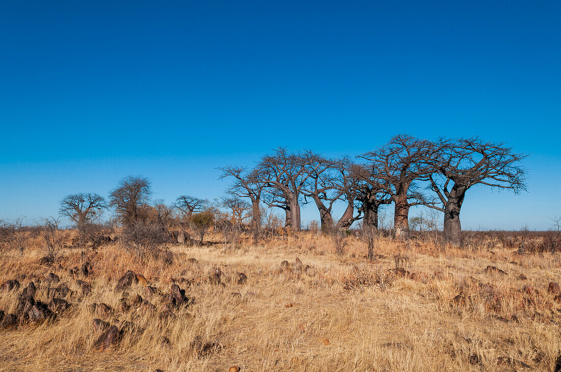 Baobab-Bäume, Adansonia-Arten, in einem weiten Grasland. Savuti, Chobe-Nationalpark, Botsuana.