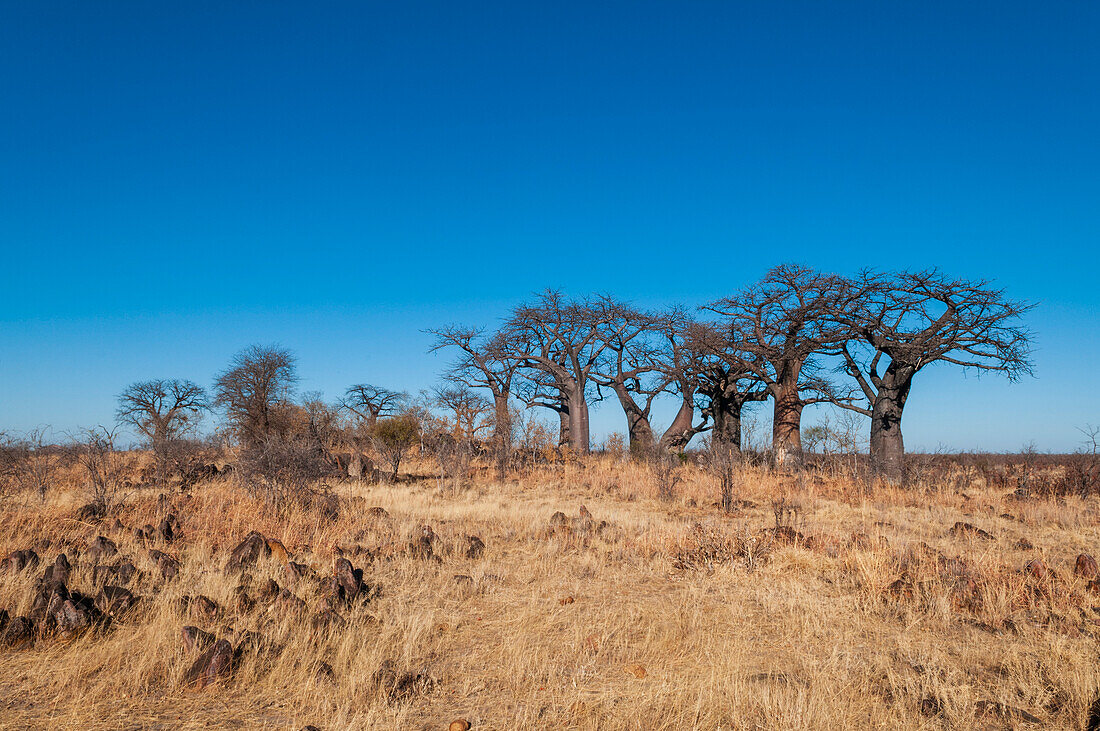 Baobab trees, Adansonia species, in a vast grassland. Savuti, Chobe National Park, Botswana.