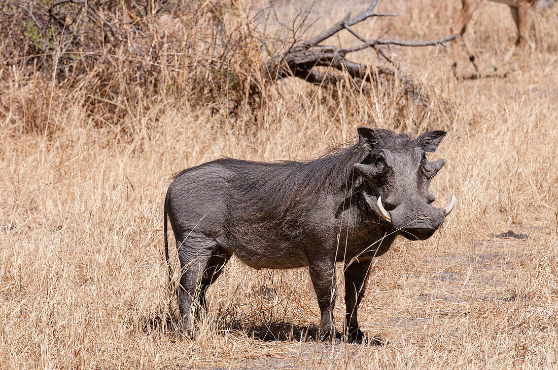 Porträt eines Warzenschweins, Phacochoerus africanus. Savuti, Chobe-Nationalpark, Botsuana.