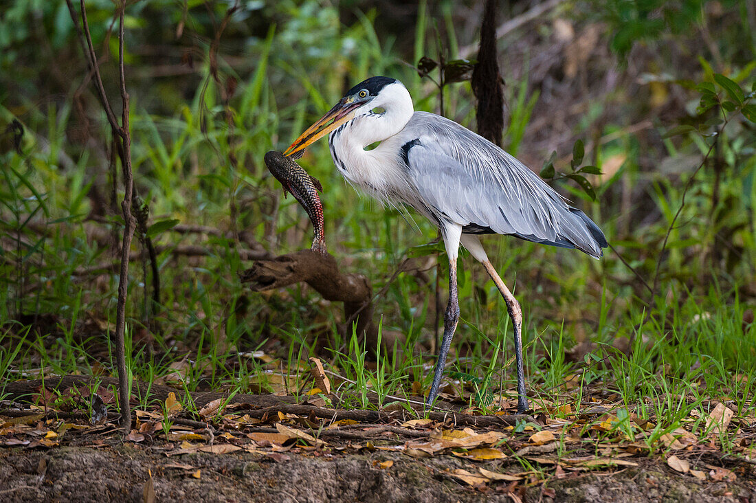 Ein Cocoi-Reiher, Ardea cocoi, beim Fressen eines Fisches. Bundesstaat Mato Grosso Do Sul, Brasilien.