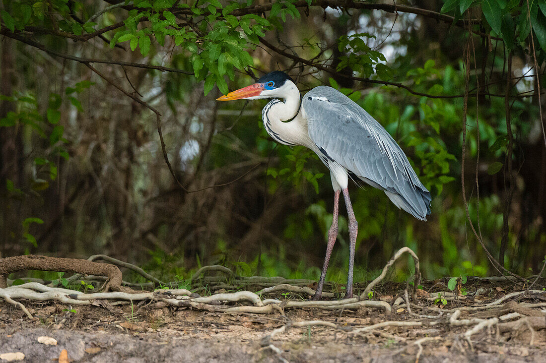 Ein Cocoi-Reiher, Ardea cocoi, steht in einem Regenwald. Bundesstaat Mato Grosso Do Sul, Brasilien.