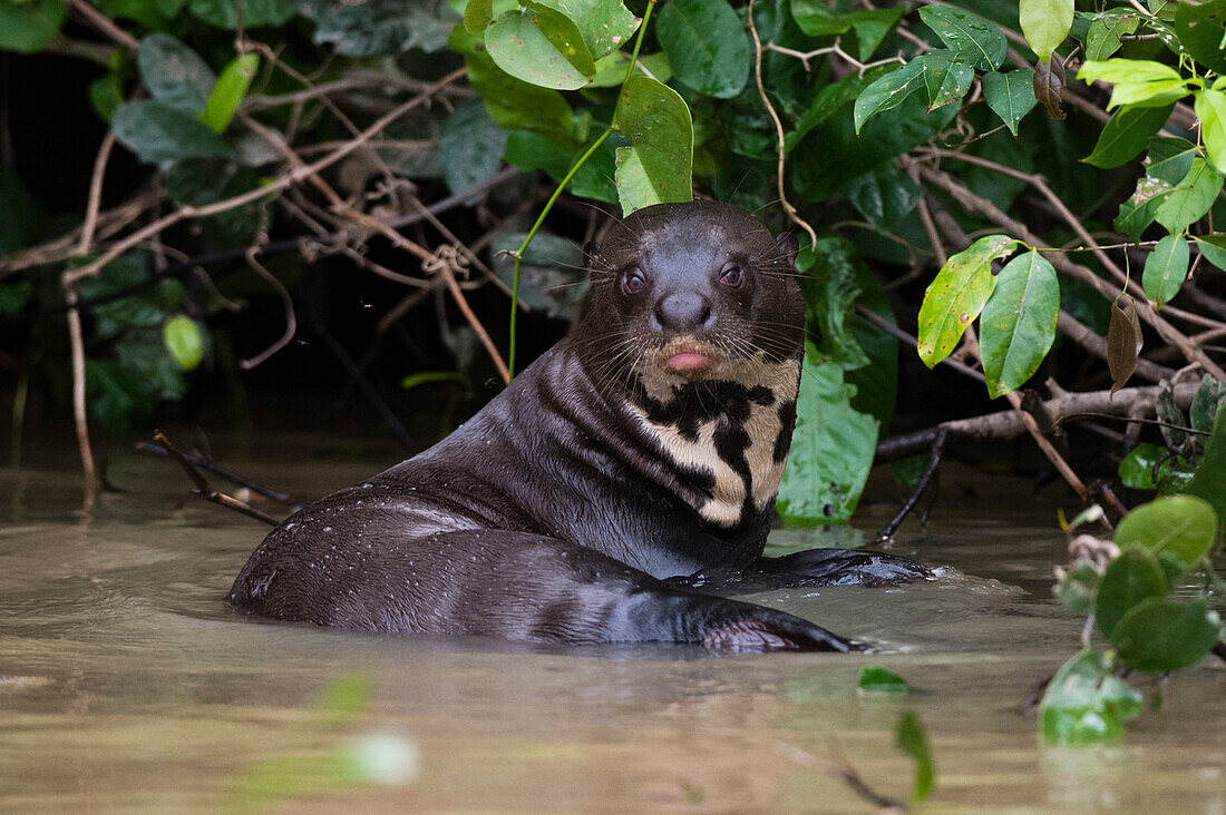 Ein Riesenotter, Pteronura brasiliensis, ruht sich in einem Fluss aus. Bundesstaat Mato Grosso Do Sul, Brasilien.