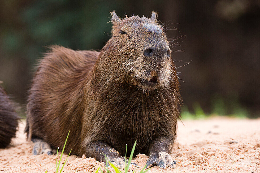 Ein Capybara, Hydrochaeris hydrochaeris, ruht an einem Flussufer. Bundesstaat Mato Grosso Do Sul, Brasilien.