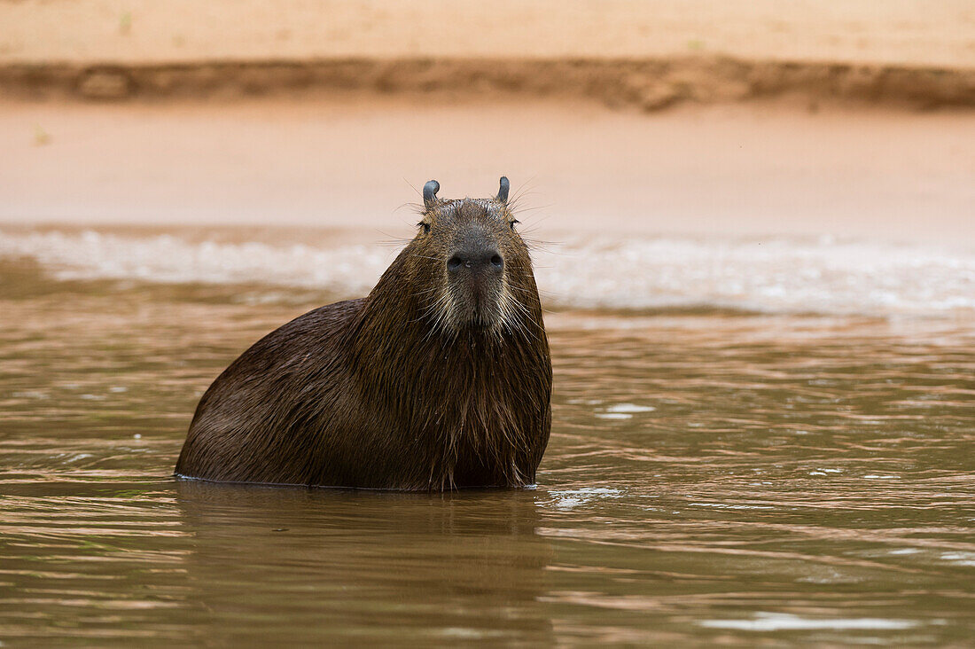 A Capybara, Hydrochaeris hydrochaeris, standing in a river. Mato Grosso Do Sul State, Brazil.