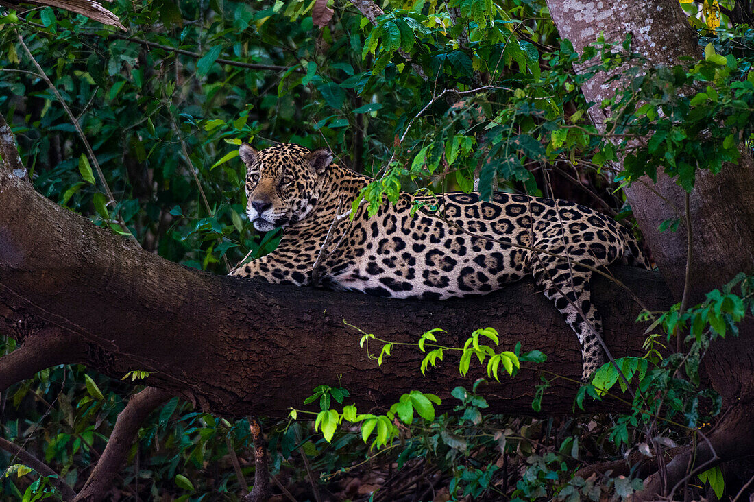 Ein Jaguar, Panthera onca, ruht sich auf einem Baumast aus. Bundesstaat Mato Grosso Do Sul, Brasilien.