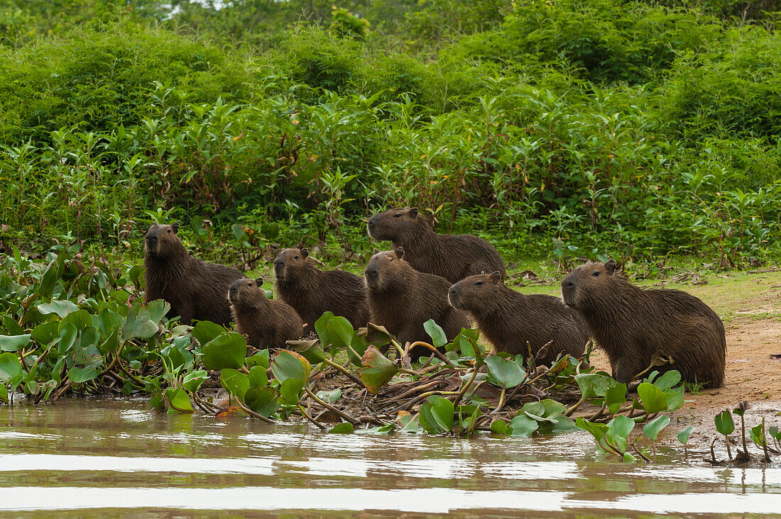 A group of Capybaras, Hydrochaeris hydrochaeris, standing along the Cuiaba River. Mato Grosso Do Sul State, Brazil.
