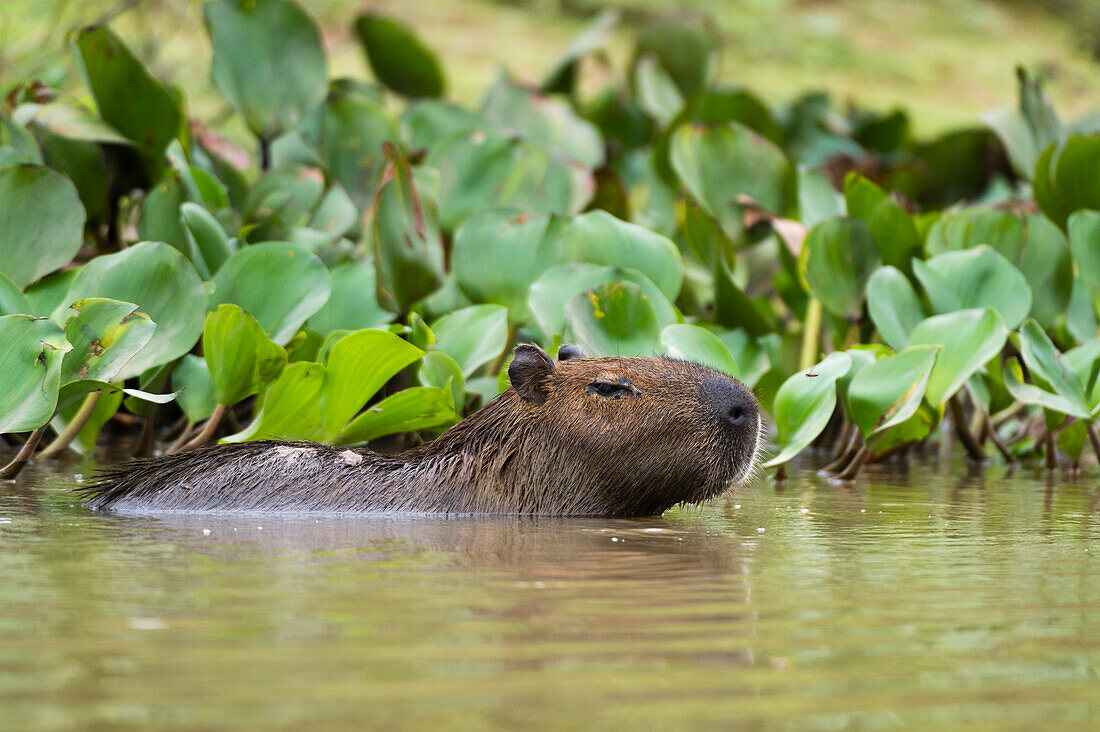 A Capybara, Hydrochaeris hydrochaeris, swimming in the Cuiaba River. Mato Grosso Do Sul State, Brazil.