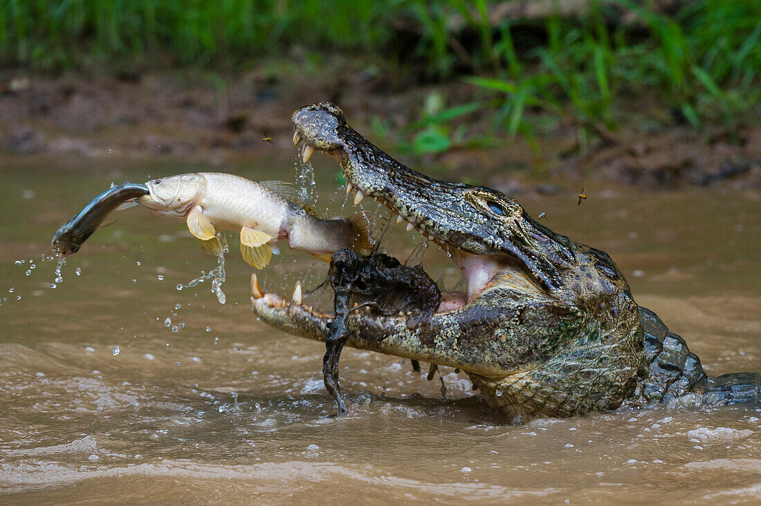 Ein Yacare-Kaiman (Caiman crocodylus yacare), der einen Tigerfisch (Hoplias malabaricus) fängt, der einen Fisch fängt. Rio Negrinho, Pantanal, Mato Grosso, Brasilien. Bundesstaat Mato Grosso do Sul, Brasilien.