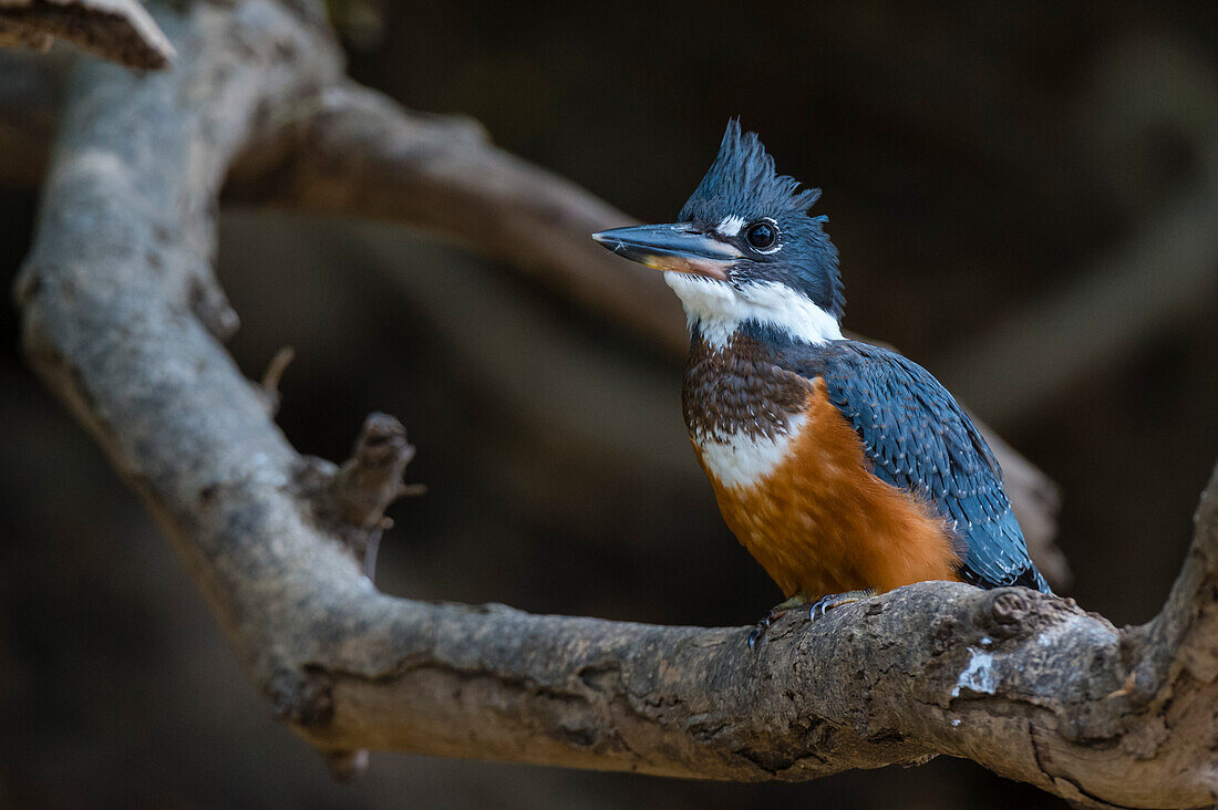 Ein Ringeisvogel, Magaceryle torquata, sitzt auf einem Baumast. Bundesstaat Mato Grosso Do Sul, Brasilien.