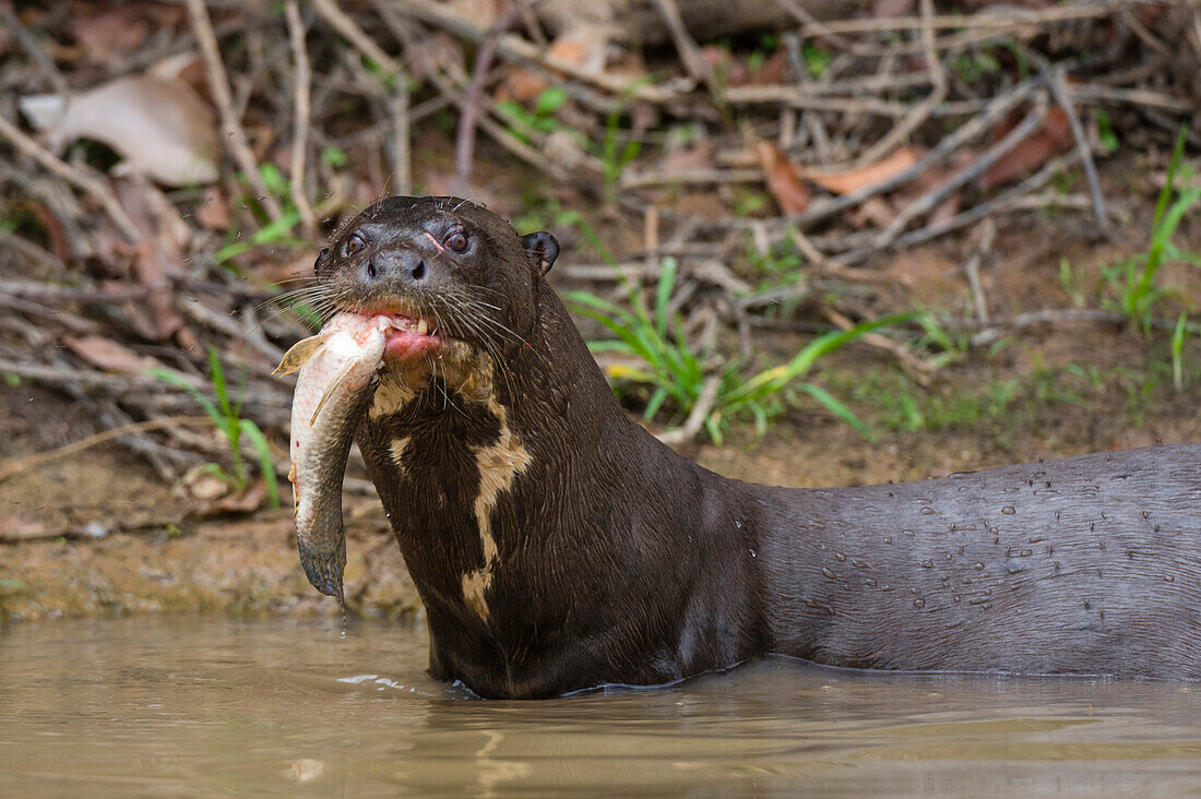 Ein Riesenotter, Pteronura brasiliensis, beim Fressen eines Fisches. Bundesstaat Mato Grosso Do Sul, Brasilien.