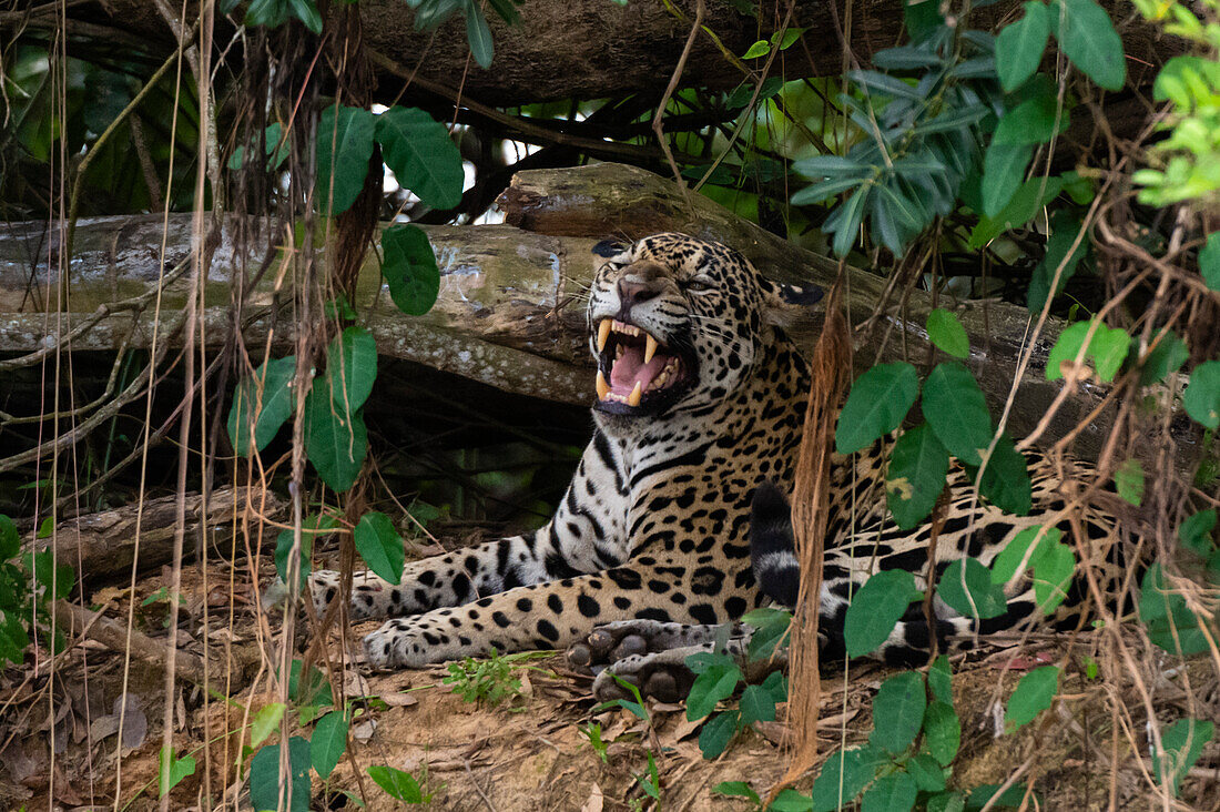 A Jaguar, Panthera onca, yawning in the forest. Mato Grosso Do Sul State, Brazil.