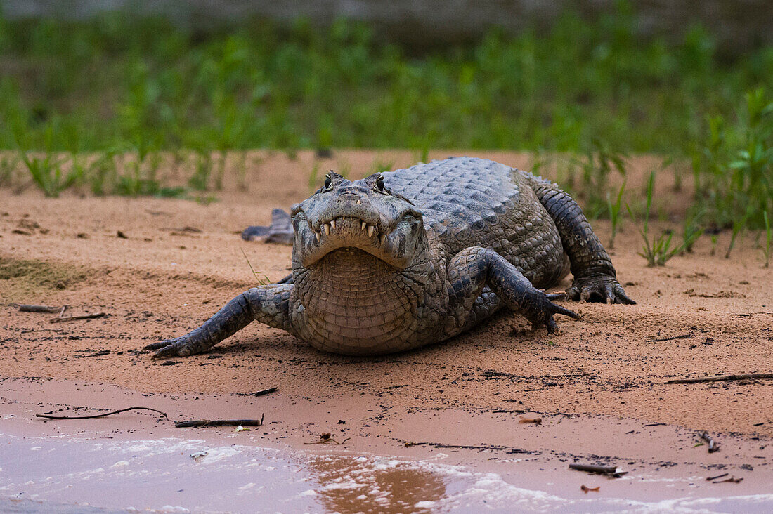 Ein Yacare-Kaiman, Caiman crocodylus yacare, entlang des Flusses Cuiaba. Bundesstaat Mato Grosso Do Sul, Brasilien.