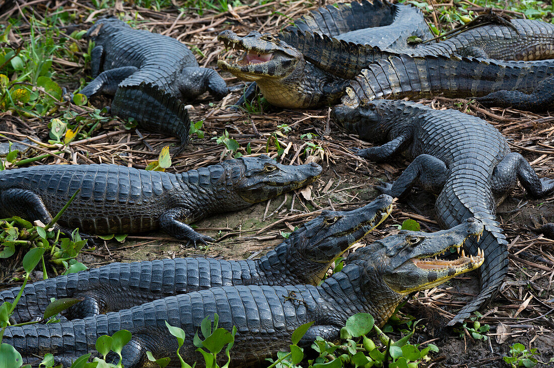 Yacare-Kaimane, Caiman crocodylus yacare, am Ufer des Cuiaba-Flusses. Bundesstaat Mato Grosso Do Sul, Brasilien.