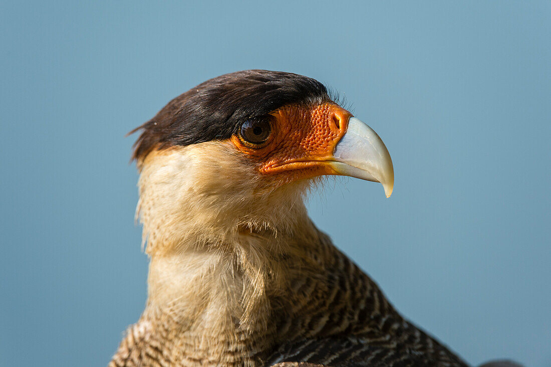 Close up of Crested caracara, Polyborus plancus. Mato Grosso Do Sul State, Brazil.