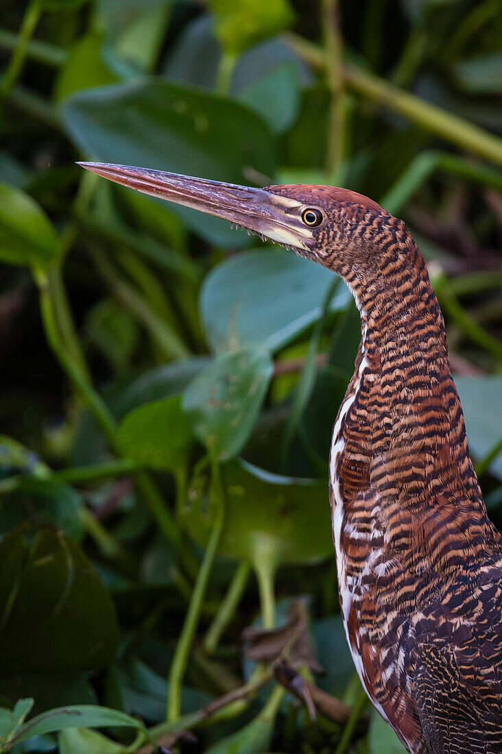 Portrait of Rufescent tiger-heron, Tigrisoma lineatum. Mato Grosso Do Sul State, Brazil.