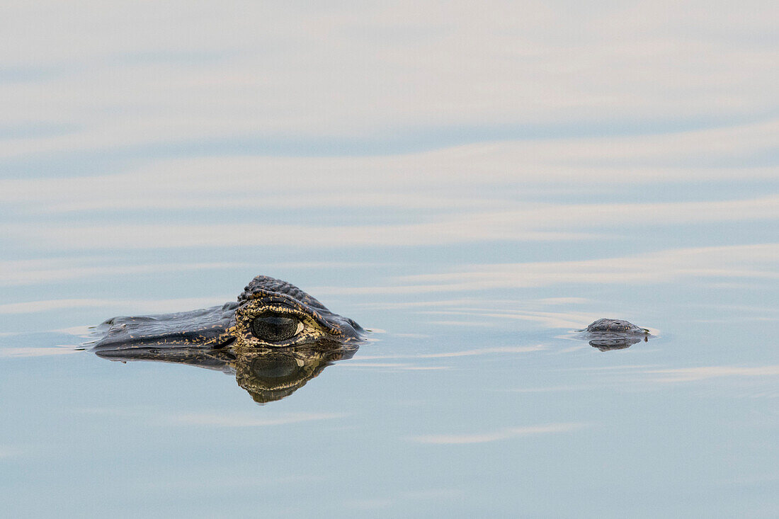 Ein Jacare-Kaiman, Caiman yacare, an der Wasseroberfläche. Pantanal, Mato Grosso, Brasilien