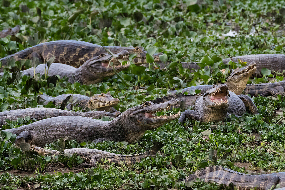 Jacare-Kaimane, Caiman yacare, beim Ruhen. Pantanal, Mato Grosso, Brasilien